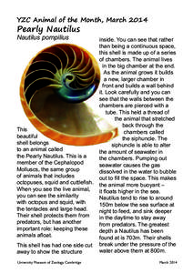YZC Animal of the Month, MarchPearly Nautilus Nautilus pompilius  This