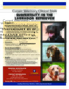 Current Veterinary Clinical Trials SUBFERTILITY IN THE LABRADOR RETRIEVER ■■  ■■