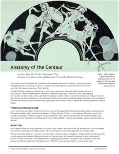 Anatomy of the Centaur by Univ.-Prof. Dr. Dr. H.C. Reinhard V. Putz Institute of Anatomy, Ludwig Maximilian University Munich/Germany This study concerns itself with the systematics of Centaurean anatomical conditions. T