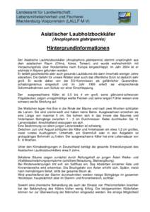 Landesamt für Landwirtschaft, Lebensmittelsicherheit und Fischerei Mecklenburg-Vorpommern (LALLF M-V) Asiatischer Laubholzbockkäfer (Anoplophora glabripennis)