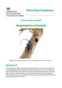 Plant Pest Factsheet  Citrus longhorn beetle Anoplophora chinensis