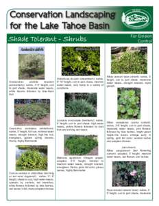 Conservation Landscaping for the Lake Tahoe Basin Shade Tolerant - Shrubs Amelanchier alnifolia