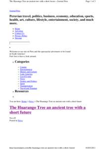The Huarango Tree an ancient tree with a short future » Journal Peru  Page 1 of 3 Journal Peru