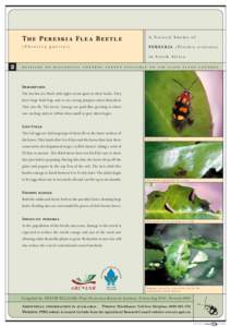 The Pereskia Flea Beetle  A Natural Enemy of (Phenrica guérini)