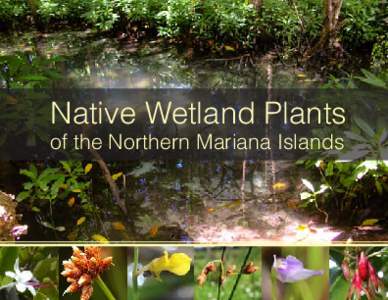 Native Wetland Plants of the Northern Mariana Islands Wetlands plants of the Northern Mariana Islands Lainie Zarones