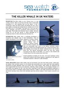 THE KILLER WHALE IN UK WATERS DESCRIPTION The killer whale or orca, Orcinus orca, is a very striking creature, black on the back and sides with its white belly extending as a rear pointing lobe up the flanks. It has a co