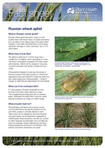 Fact sheet Russian wheat aphid Russian wheat aphid (Diuraphis noxia) is a soft bodied insect that feeds mainly on wheat and barley, but can attack most cereal crops. If this pest enters Australia, it has been estimated t