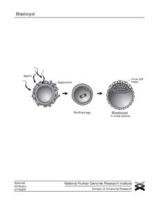 Blastocyst  Sperm Inner cell mass