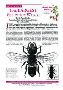 ARTICLE FOUR  THE LARGEST BEE IN THE WORLD  Aussie Bee