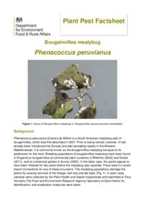 Plant Pest Factsheet Bougainvillea mealybug Phenacoccus peruvianus  Figure 1. Colony of Bougainvillea mealybugs on Bougainvillea causing necrosis and dieback