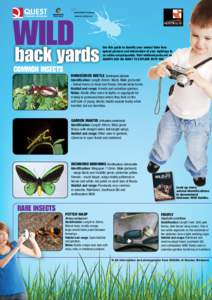 WILD back yards common Insects Use this guide to identify your animal finds then upload pictures and information of your sightings to