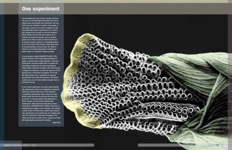One experiment You’re looking at an ear of corn, recently cut from the side of a five-foot-high maize plant (as corn is called nearly everywhere but in America). The ear, which we view through an electron microscope, i