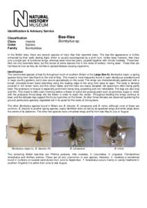 Identification & Advisory Service Classification Class Insecta Order Diptera