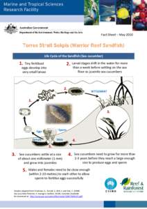 Fact Sheet – May[removed]Torres Strait Sokpis (Warrior Reef Sandfish) Life Cycle of the Sandfish (Sea cucumber)  1.