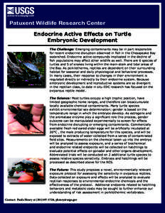 Patuxent Wildlife Research Center Endocrine Active Effects on Turtle Embryonic Development The Challenge: Emerging contaminants may be in part responsible for recent endocrine disruption observed in fish in the Chesapeak