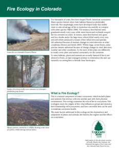 Fire Ecology in Colorado  Grass fire on Colorado’s Eastern Plains. Surface fires historically were common in Colorado’s ponderosa pine forests.
