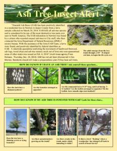 Ash Tree Insect Alert “Emerald Ash Borer (EAB) has been positively identified in a residential tree in Newton in Jasper County from a larva sample collected on March 20, 2014. EAB kills all ash tree species and is cons