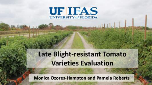 Late Blight-resistant Tomato Varieties Evaluation Monica Ozores-Hampton and Pamela Roberts Late Blight (Phytophthora infestans) • Responsible for entire crop losses in the Solanaceae family