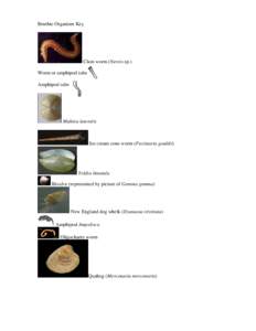 Benthic Organism Key  Clam worm (Nereis sp.) Worm or amphipod tube Amphipod tube