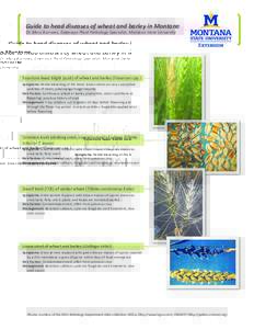 Guide to head diseases of wheat and barley in Montana Dr. Mary Burrows, Extension Plant Pathology Specialist, Montana State University Fusarium head blight (scab) of wheat and barley (Fusarium spp.) Symptoms: Partial ble