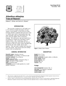 Fact Sheet ST-67 November 1993 Ailanthus altissima Tree-of-Heaven1 Edward F. Gilman and Dennis G. Watson2