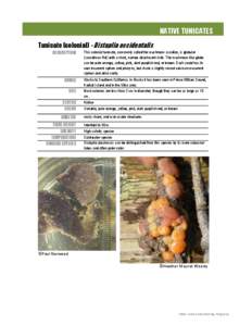 NATIVE TUNICATES Tunicate (colonial) - Distaplia occidentalis DESCRIPTION RANGE SIZE