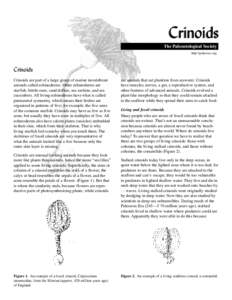 Crinoids The Paleontological Society http:\\paleosoc.org Crinoids Crinoids are part of a large group of marine invertebrate