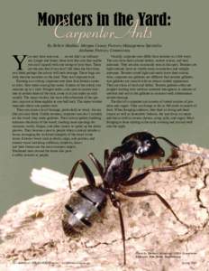 Monsters in the Yard:  Carpenter Ants Y