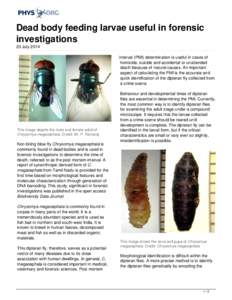 Dead body feeding larvae useful in forensic investigations