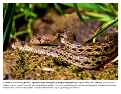 Winner: These breeding Pacific Gopher Snakes (Pituophis catenifer catenifer), photographed by Jim Coleman, are a welcome resident of many gardens along the west coast of North America. The non-venomous constrictors serve