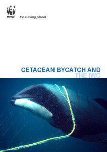 Megafauna / Cetacean bycatch / Bycatch / International Whaling Commission / Whaling / Whale / Harbour porpoise / Baiji / Minke whale / Cetaceans / Zoology / Biology