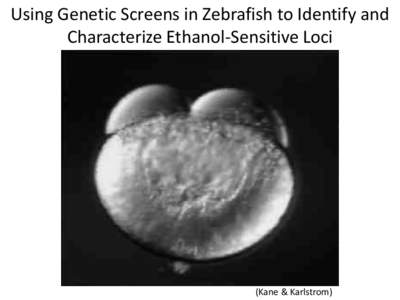 Using Genetic Screens in Zebrafish to Identify and Characterize Ethanol-Sensitive Loci (Kane & Karlstrom)  Why basic science?