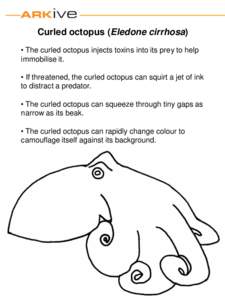 Curled octopus (Eledone cirrhosa) • The curled octopus injects toxins into its prey to help immobilise it. • If threatened, the curled octopus can squirt a jet of ink to distract a predator. • The curled octopus ca