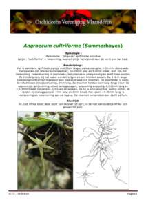 Angraecum cultriforme (Summerhayes) Etymologie : Maleisische : “angurek” epifytische orchidee Latijn : “cultriforme” = mesvormig, waarschijnlijk verwijzend naar de vorm van het blad. Beschrijving : Het is een kle