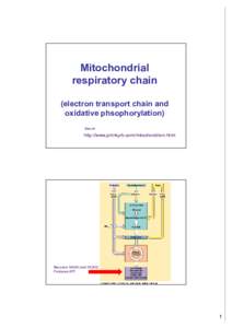 Mitochondrial respiratory chain (electron transport chain and oxidative phsophorylation) See at: