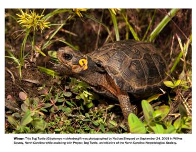 Winner: This Bog Turtle (Glyptemys muhlenbergii) was photographed by Nathan Shepard on September 24, 2008 in Wilkes County, North Carolina while assisting with Project Bog Turtle, an initiative of the North Carolina Herp