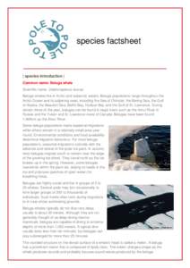 species factsheet  | species introduction | Common name: Beluga whale Scientific name: Delphinapterus leucas Beluga whales live in Arctic and subarctic waters. Beluga populations range throughout the