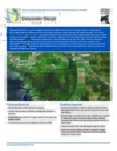 PUGET SOUND NEARSHORE ECOSYSTEM RESTORATION PROJECT (PSNERP) POTENTIAL RESTORATION SITES Deepwater Slough  IMAGE: Google Earth (2011)