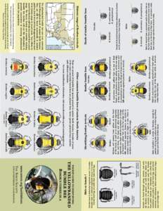 b  pocket guide to identifying male antenna 13 segments