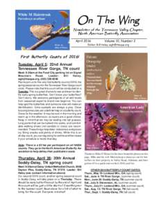On The Wing  White M Hairstreak Parrahsuys m-album  Newsletter of the Tennessee Valley Chapter,