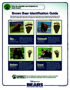 How do scientists use footprints to study bears? Brown Bear Identification Guide Help scientists learn which bears have visited the river! Use the pictures, rear footprints and descriptionsin the Brown Bear Identificati
