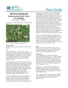 Buffalograss (Bouteloua dactyloides) Plant Guide