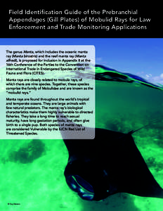 Field Identification Guide of the Prebranchial Appendages (Gill Plates) of Mobulid Rays for Law Enforcement and Trade Monitoring Applications The genus Manta, which includes the oceanic manta ray (Manta birostris) and th