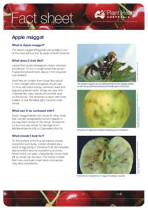 Fact sheet Apple maggot What is Apple maggot? The Apple maggot (Rhagoletis pomonella) is one of the most serious fruit fly pests of North America.