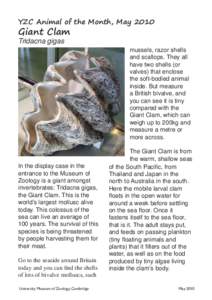 YZC Animal of the Month, MayGiant Clam Tridacna gigas  mussels, razor shells