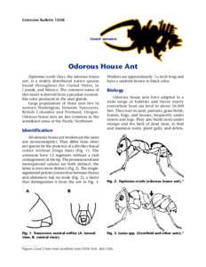 Extension Bulletin 1550E  insect answers Odorous House Ant Tapinoma sessile (Say), the odorous house