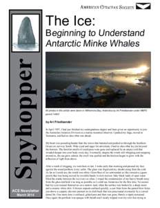 The Ice:  Spyhopper Beginning to Understand Antarctic Minke Whales