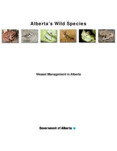 Alberta’s Wild Species  Weasel Management in Alberta Weasels and People The skill and ferocity weasels display while hunting has earned the respect of many