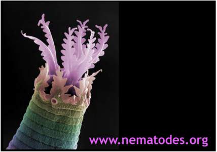 Filarial nematodes and their symbionts