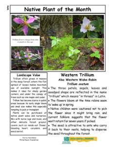 Spring  Native Plant of the Month Trillium flowers change from white to purple as they age.